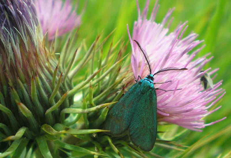 Zygaenidae dell''Umbria da identificare